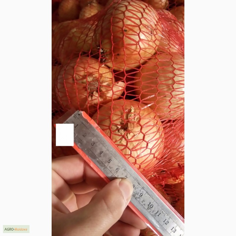 Фото 4. ЛУК качественный - поставщик из Украины - Овощи, фрукты
