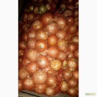 ЛУК качественный - поставщик из Украины - Овощи, фрукты