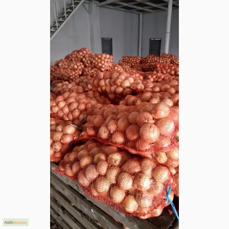 Фото 3. ЛУК качественный - поставщик из Украины - Овощи, фрукты