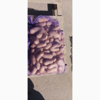 Продам картофель Гранада