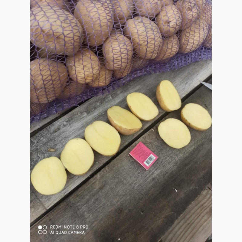Фото 5. Продам картоплю