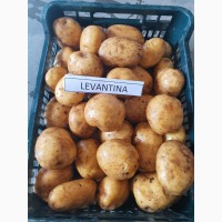 Мы продаем красный, желтый картофель (литовский) лаура, гала, винета, мелоди и другие