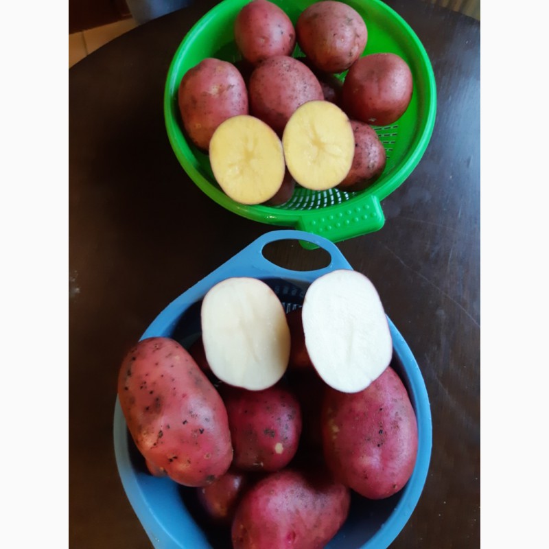 Фото 9. Мы продаем красный, желтый картофель (литовский) лаура, гала, винета, мелоди и другие