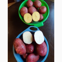 Мы продаем красный, желтый картофель (литовский) лаура, гала, винета, мелоди и другие