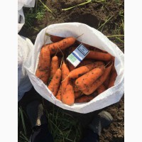 Продам морковь Абако и Боливар
