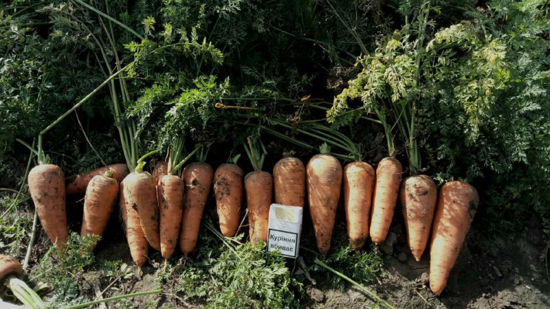 Фото 3. Продам морковь Абако и Боливар