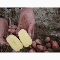 Продам картофель элитных нимецких и нидерланских сортов.Беларосса, Мелоди, Аризона