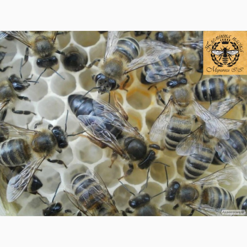 Фото 3. Пчелопакеты. Пчелиные плодные матки. Карпатка