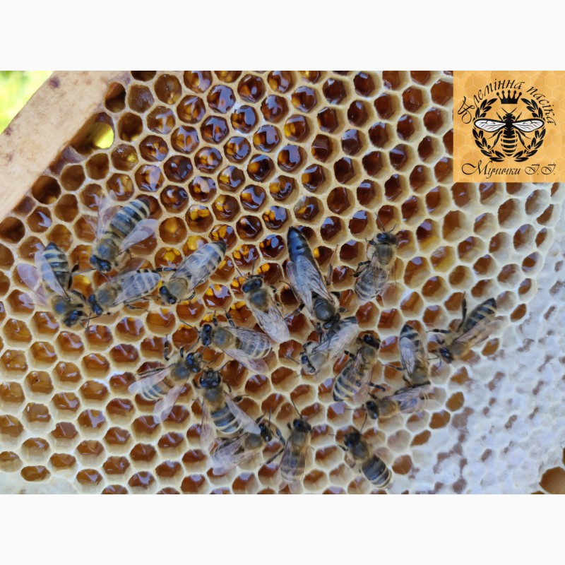 Фото 4. Пчелопакеты. Пчелиные плодные матки. Карпатка