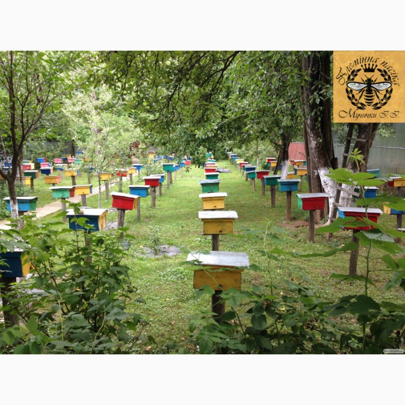 Фото 5. Пчелопакеты. Пчелиные плодные матки. Карпатка