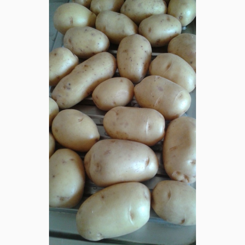 Фото 2. Продаем картофель оптом от 20 до 5000 тонн