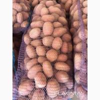 Продаем картофель оптом от 20 до 5000 тонн