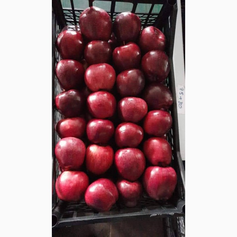 Фото 2. Яблоки различных сортов оптом (пр-во Турция)