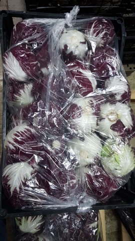 Фото 2. Продам салат Радичио высокого качества оптом с плантаций Турции