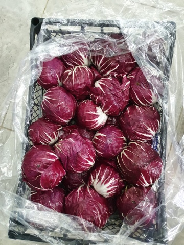 Фото 3. Продам салат Радичио высокого качества оптом с плантаций Турции