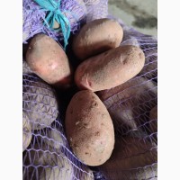 Картофель продовольственный Беларусь