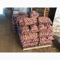Продам картофель на экспорт
