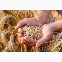 Продам зерновые пшеница кукурудза корма с доставкой к клиенту