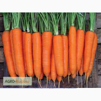 Продам семена Моркови сорт Элеганс