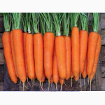 Продаю семена моркови, сорт ЛагунА