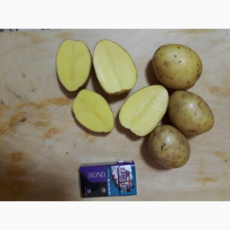 Картофель оптом от крупного сельхозпроизводителя Чувашии