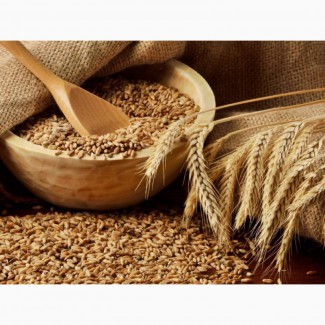 Семена озимой пшеницы, ячменя в Краснодарском крае