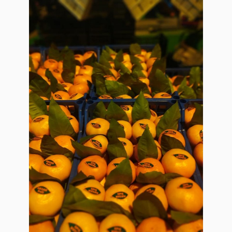 Фото 5. Продам мандарины Satsuma (пр-во Турция)