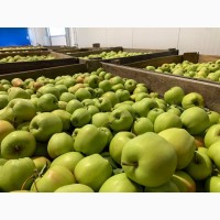 Продам яблоки сорт Голден Делишес и Чемпион опт/ экспорт