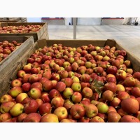 Продам яблоки сорт Голден Делишес и Чемпион опт/ экспорт