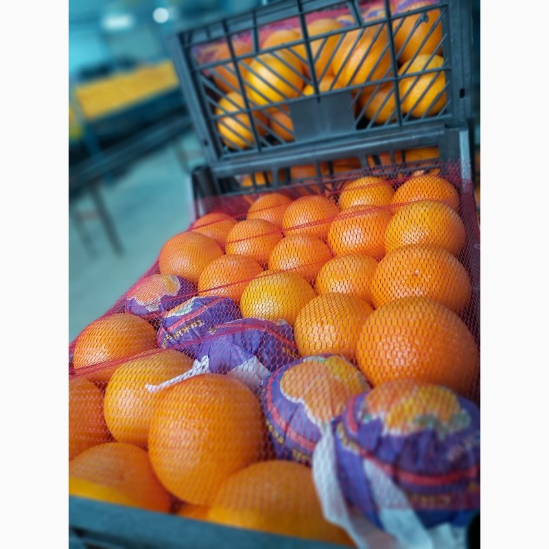 Фото 10. Оптовые апельсины