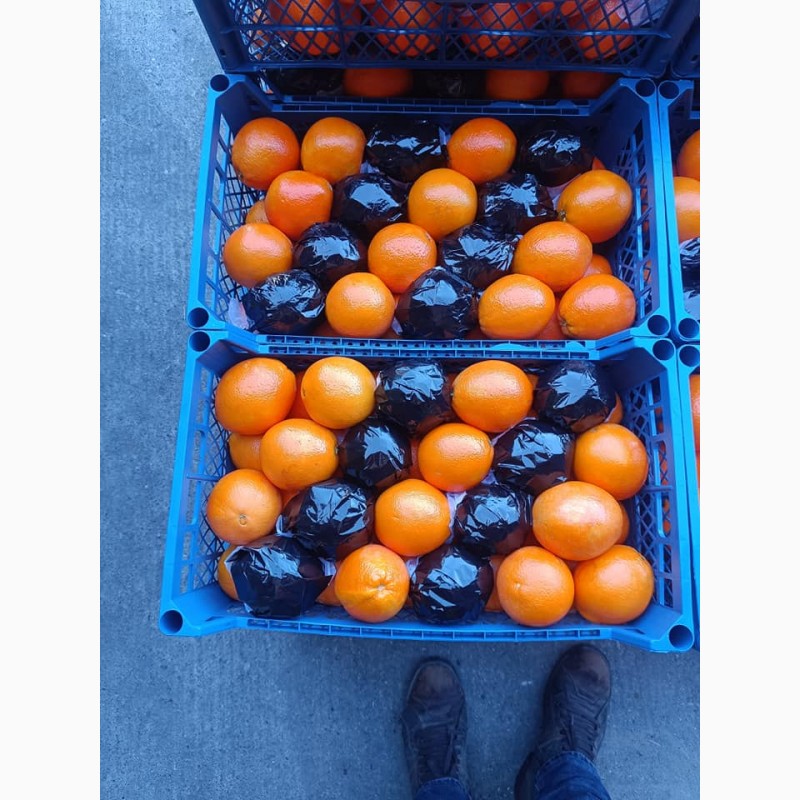 Фото 2. Оптовые апельсины