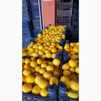 Продажа оптом лимонов 3 качества из Турции
