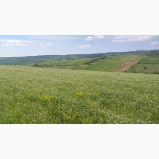 Caut partener in Republica Moldova cultivare coriandru