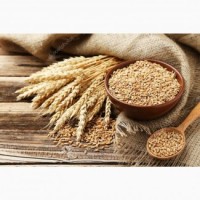 Продаю пшеницу Spelta, рожь, овес, Молдавия