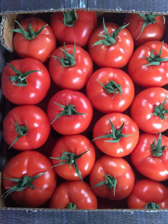 Фото 3. Оптовая продажа помидор из Турции