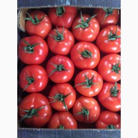 Оптовая продажа помидор из Турции