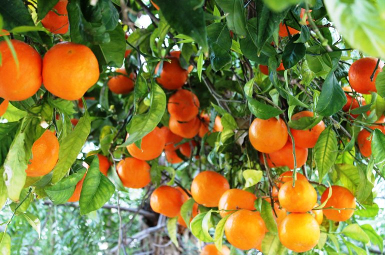 Фото 3. Апельсин высшего сорта (пр-во Турция)