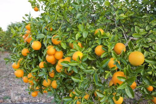 Фото 5. Апельсин высшего сорта (пр-во Турция)