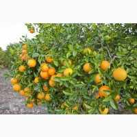 Апельсин высшего сорта (пр-во Турция)