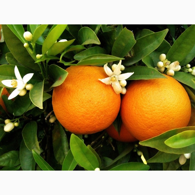Фото 6. Апельсин высшего сорта (пр-во Турция)