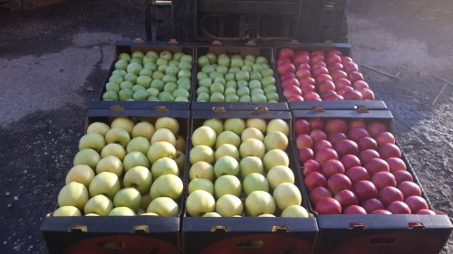 Фото 3. Купим яблоки от 20 тонн партия