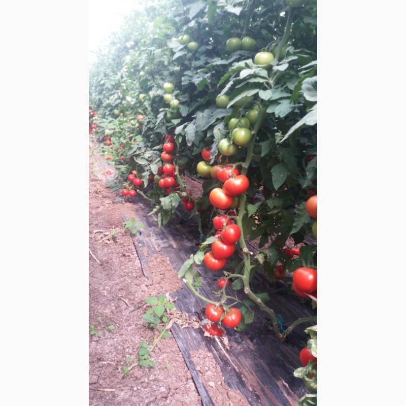 Фото 2. Продаём помидоры пр-во Турции