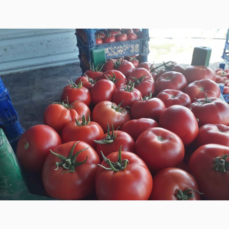 Фото 3. Продаём помидоры пр-во Турции
