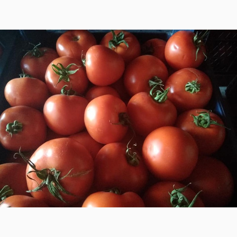 Фото 5. Продаём помидоры пр-во Турции