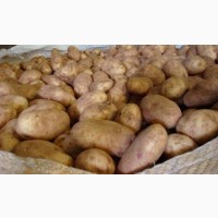 Картофель из Солнечного Узбекистана