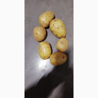 Картофель продовольственный 5