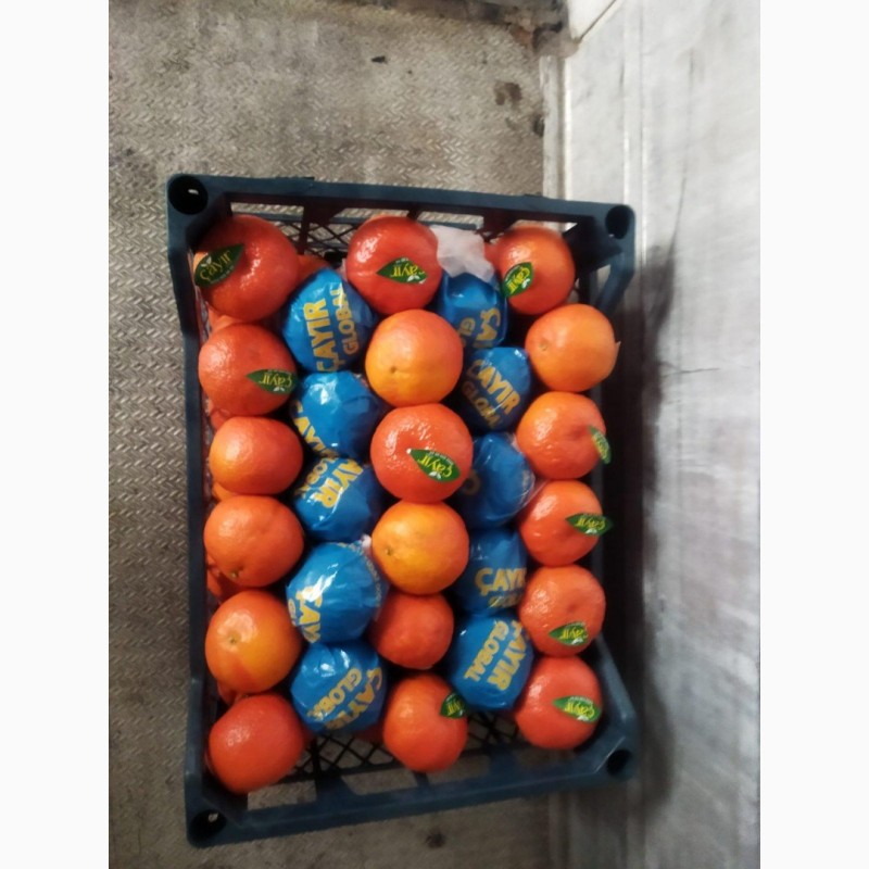 Фото 3. Продам апельсин мандарин лимон Турция
