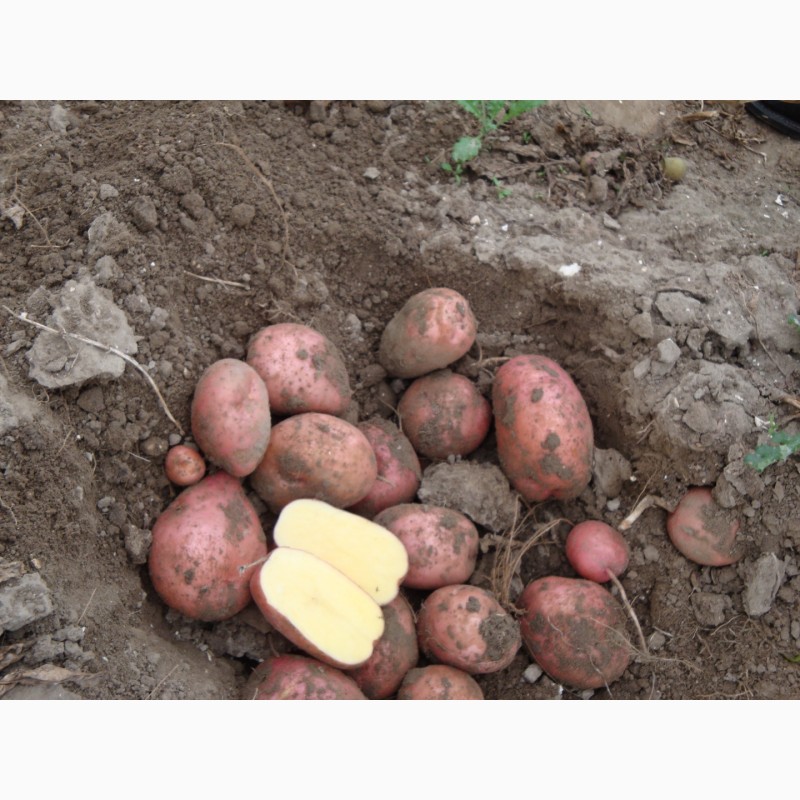 Фото 2. Продам картоплю свіжу елітних європейських сортів