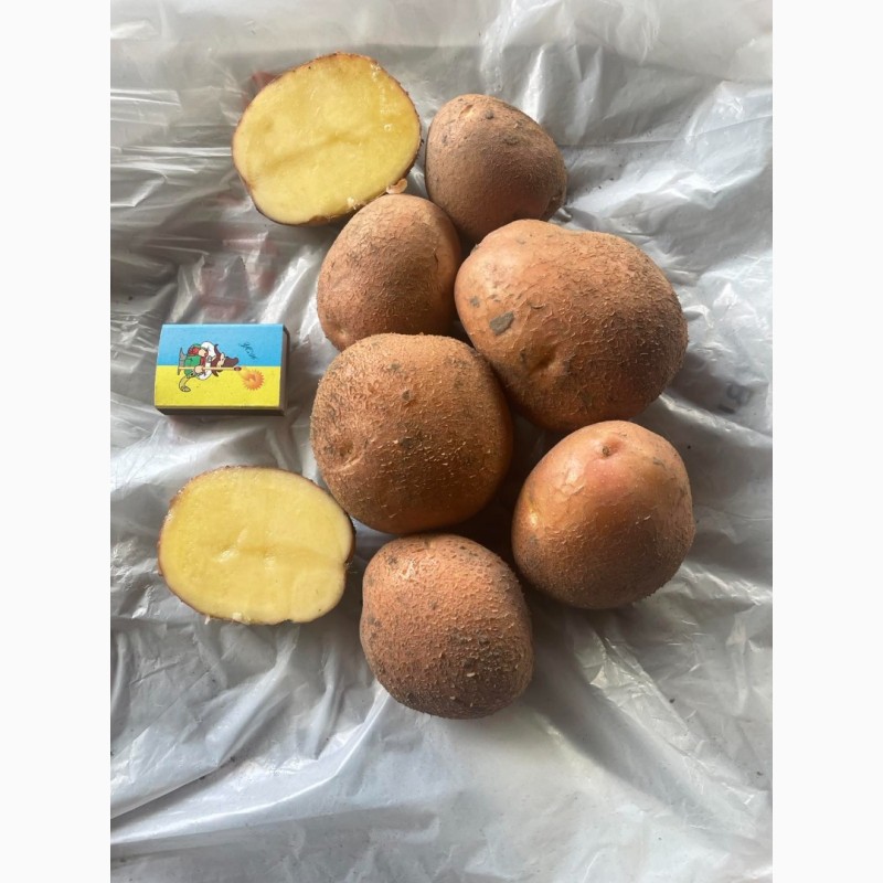 Фото 4. Продам картоплю свіжу елітних європейських сортів