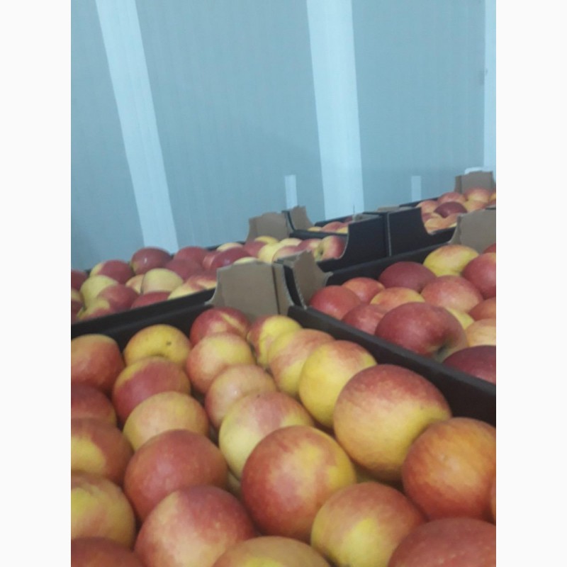 Фото 5. Продам яблоки Golden, Idared 2ой сорт